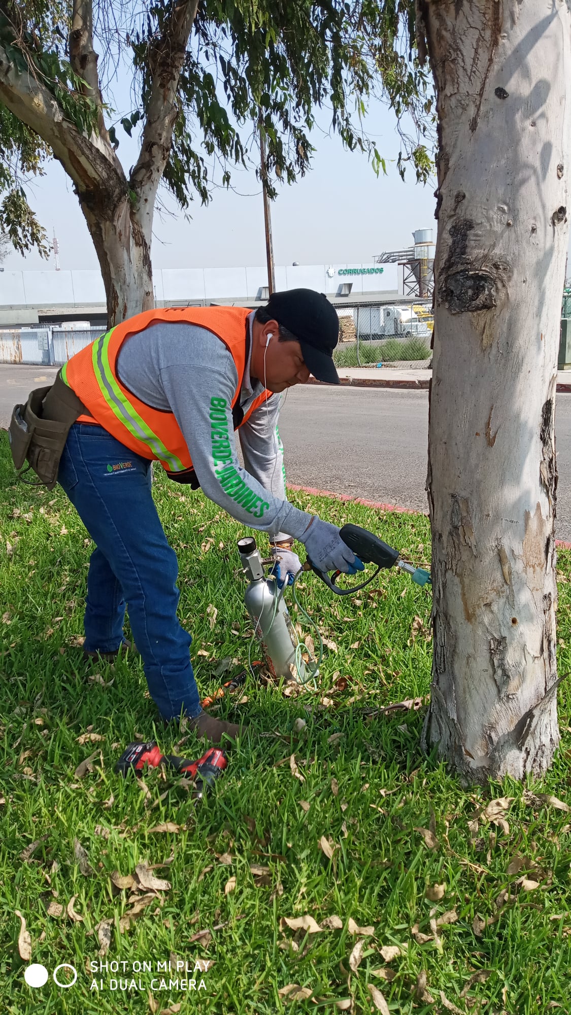 Medicacion de arboles en tijuana baja california