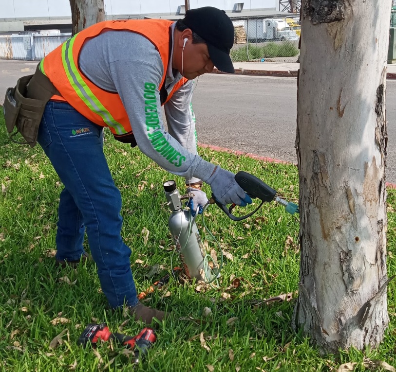 Tratamiento de arboles, medicicacion de arboles